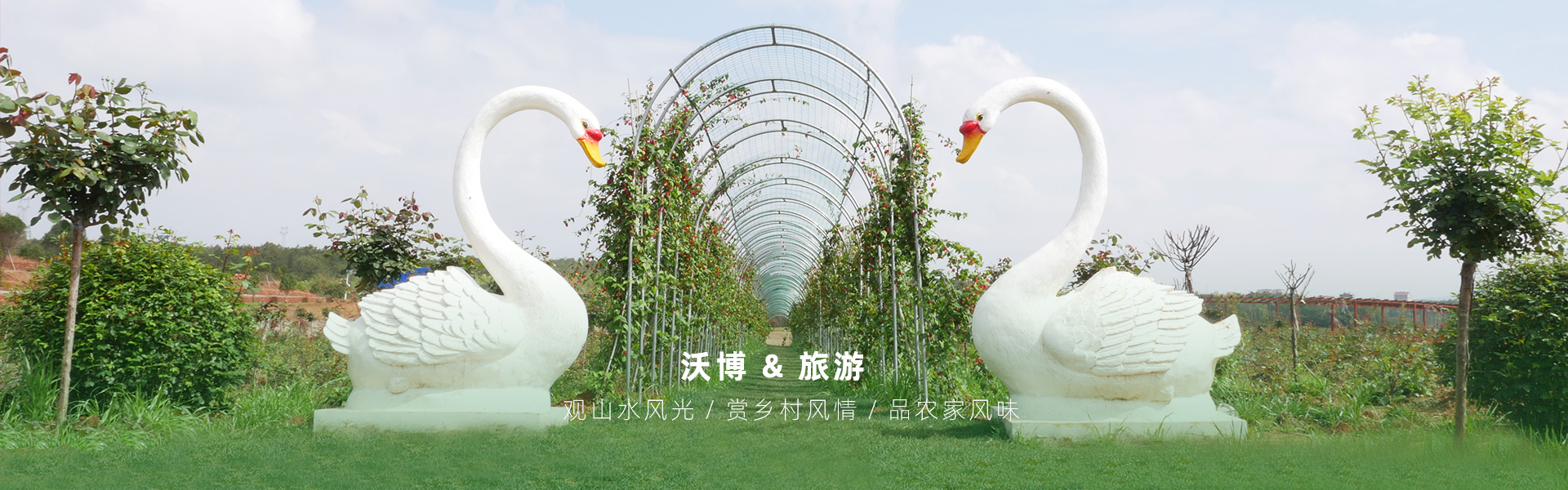 鮮果采摘都有江西沃博吳茱萸、江西沃博花海、江西沃博蔓荊子、江西沃博金銀花等品種，同時(shí)也是一家江西婚紗攝影旅拍基地和江西花海打卡基地，可以提供紫薇花花海造型服務(wù)，花花世界看沃博花海，相信我們這里不會(huì)讓大家失望的