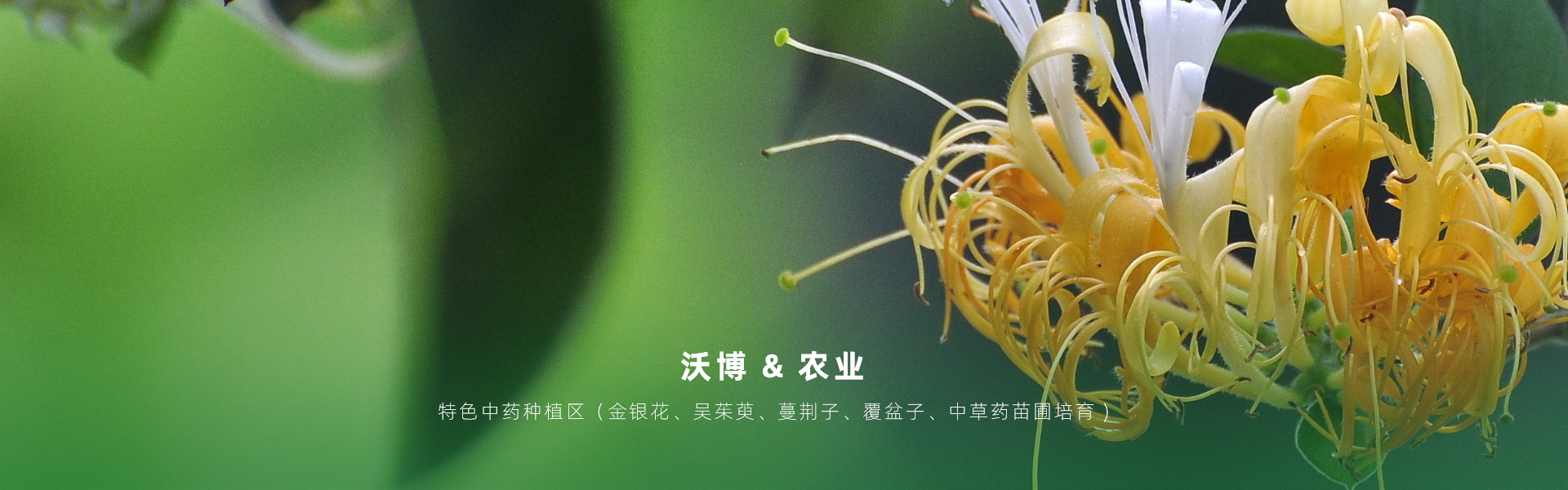 主要提供農(nóng)業(yè)親子樂園旅游、江西中藥種植、江西樂平鮮果采摘體驗(yàn)、江西夏令營研學(xué)、江西戶外拓展、江西旅游打卡、江西水上樂園游艇、江西沃博VR科技科普等服務(wù)項(xiàng)目。